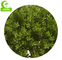 Verblassender künstlicher Topiary-Antibaum, künstlicher gewundener Baum 110cm