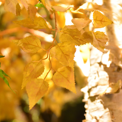 20m Artificial Foliage Tree Birch Autumn Vibe Romance No Pest No Light Floor Plants