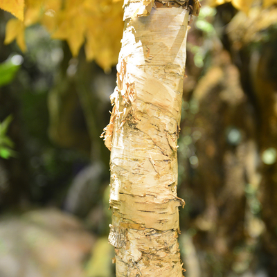 20m Artificial Foliage Tree Birch Autumn Vibe Romance No Pest No Light Floor Plants