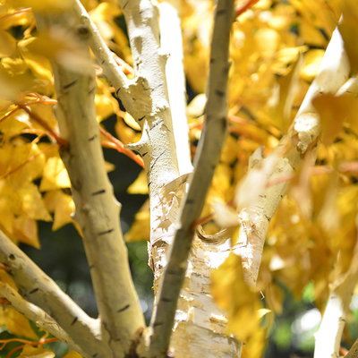 20m Artificial Foliage Tree Birch Autumn Vibe Romance No Pest No Light Floor Plants