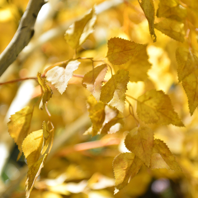 20m Artificial Foliage Tree Birch Autumn Vibe Romance No Pest No Light Floor Plants