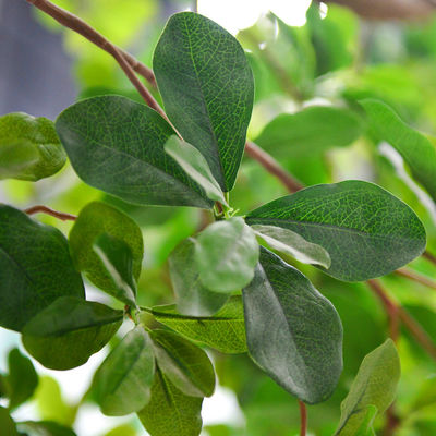 Artificial Banyan Tree For Decoration， Customized UV-Resistant And Flame-Retardant 5M Height