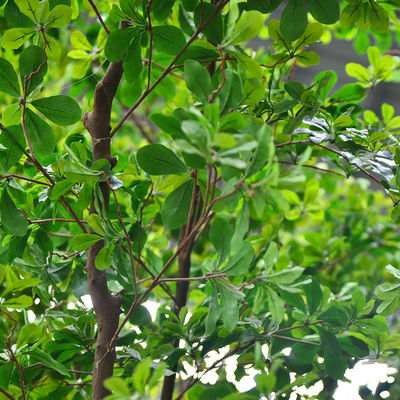 Artificial Banyan Tree For Decoration， Customized UV-Resistant And Flame-Retardant 5M Height