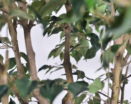 Ultra-Realistic Multi-Trunk Faux Ficus Tree 2.5m Artificial Banyan Tree For Decoration​ Of Hotel Home Living Room