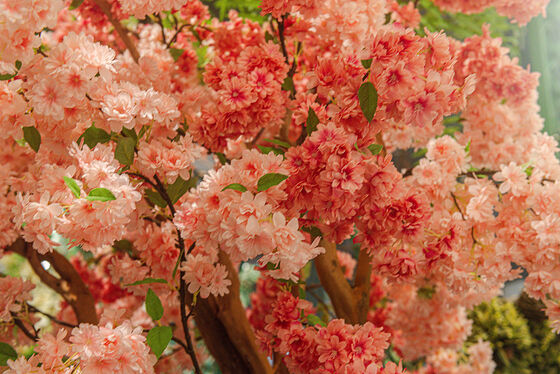 Artificial Cherry Blossom Tree Real Wood Trunk Silk Sakura Flower Tree for Wedding Decoration Indoor Outdoor
