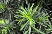 Bonsai 130cm Podocarpus Artificial Landscape Trees For Indoor Decoration