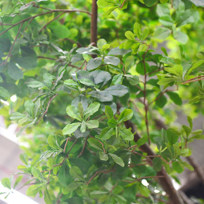 Artificial Banyan Tree For Decoration， Customized UV-Resistant And Flame-Retardant 5M Height