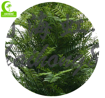 Height 250cm Artificial Yew Tree